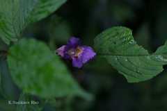 Impatiens arguta